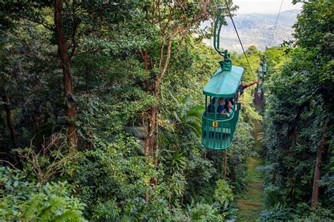 jungle darling tram tours